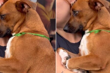 Lais tem três anos de idade e foi resgatada de uma área rural Cadela ignorada em feira de adoção ganha final feliz; vídeo