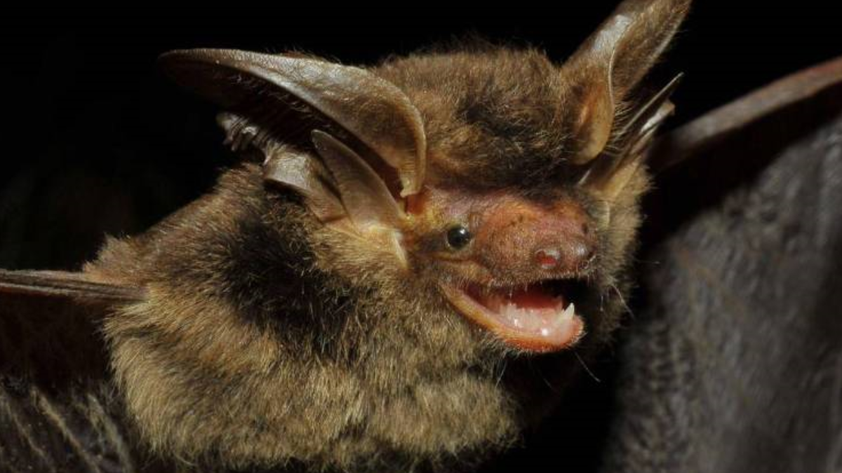 Morcego Histiotus alienus capturado em 2018 no Paraná - Vinícius C. Cláudio/Fiocruz