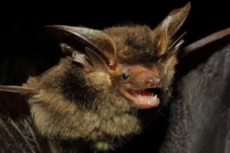 Morcego Histiotus alienus capturado em 2018 no Paraná - Vinícius C. Cláudio/Fiocruz