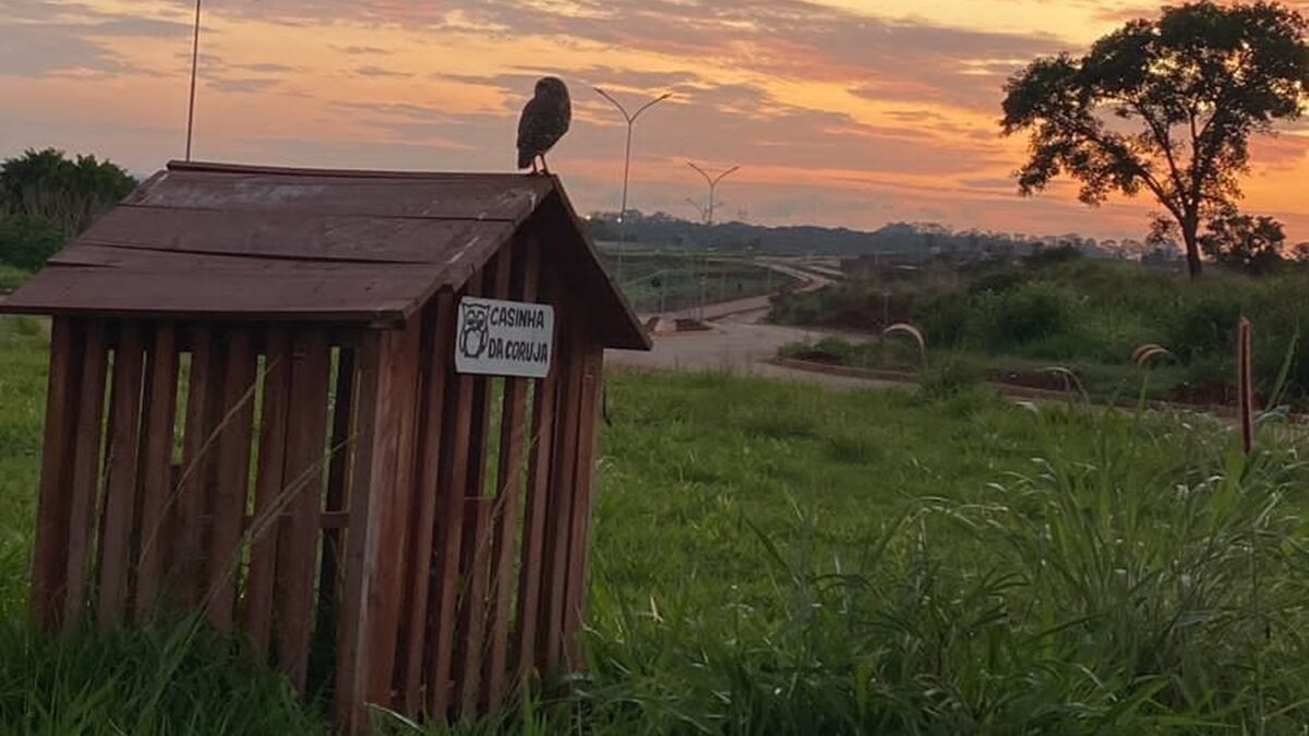 Goiânia já tem 60 abrigos para corujas