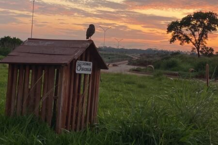 Goiânia já tem 60 abrigos para corujas