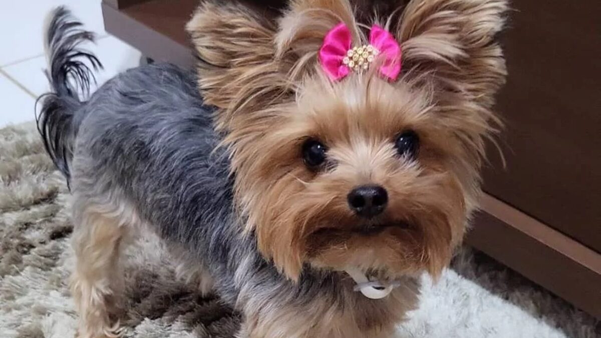 Sequestro de cadela no DF teve envolvimento do ex-noivo da tutora, diz polícia