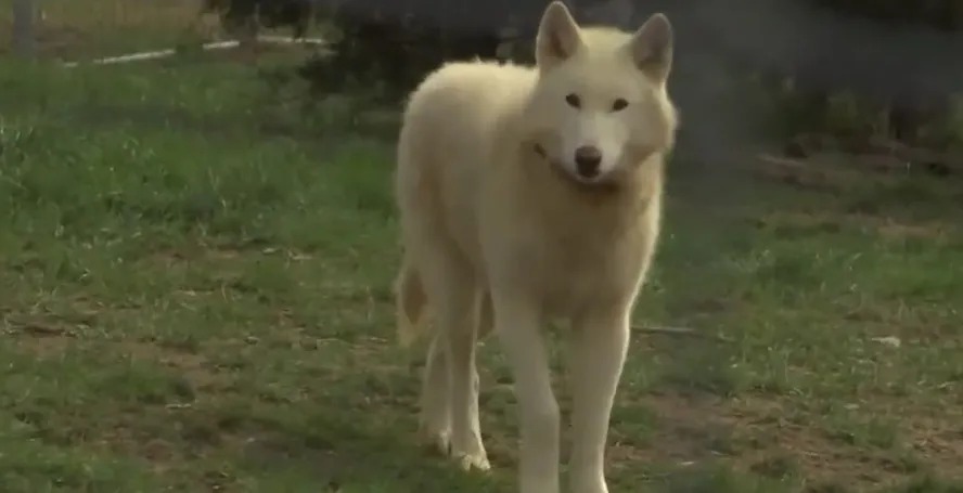 Cão 'meio lobo' criado como pet mata bebê de 3 meses nos EUA Especialistas afirmam que tipo de animal pode ter comportamento imprevisível