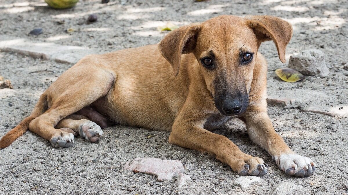 OAB-GO incentiva alimentação de animais de rua
