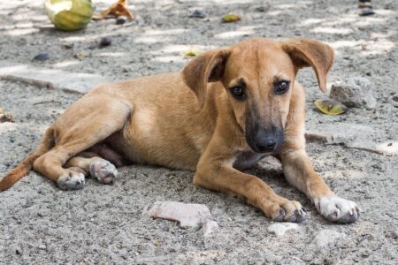 OAB-GO incentiva alimentação de animais de rua