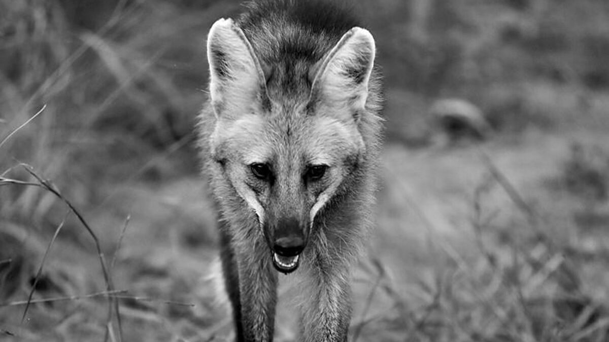 Loba-guará Pequi, que tinha rede social e foi reintroduzida à natureza, é atropelada e morta em Padre Bernardo