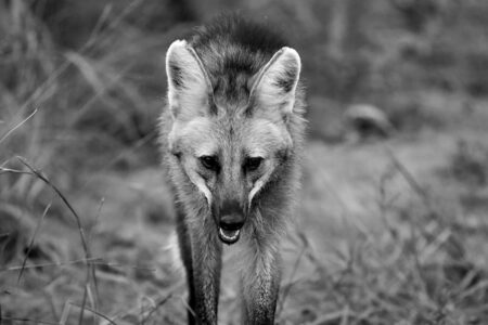 Loba-guará Pequi, que tinha rede social e foi reintroduzida à natureza, é atropelada e morta em Padre Bernardo