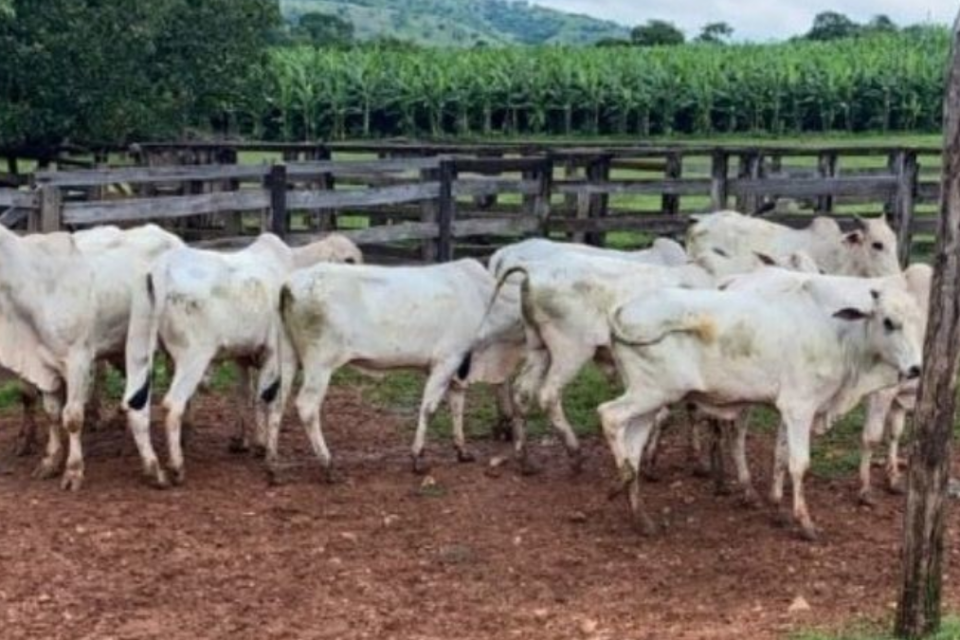 Cabeças de gado são recuperadas em Rubiataba (Foto: Divulgação/Polícia Militar)