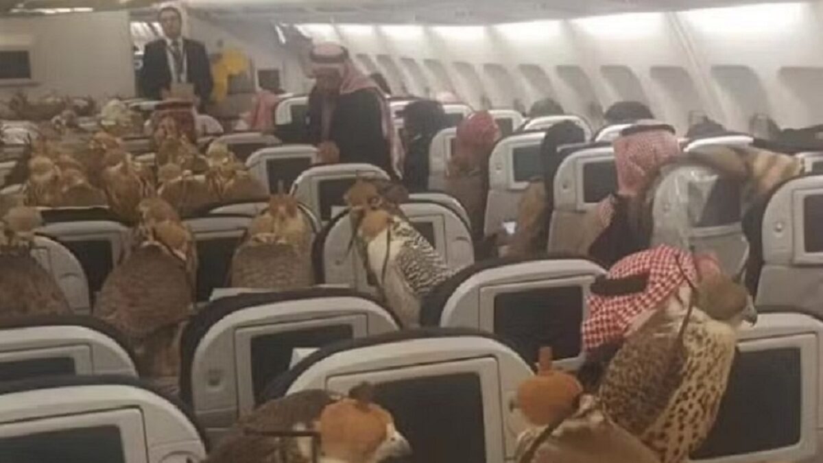 Príncipe saudita viraliza ao reservar 80 assentos para seus falcões em voo Aves tem passaporte no Oriente Médio e são vendidas por 2 milhões