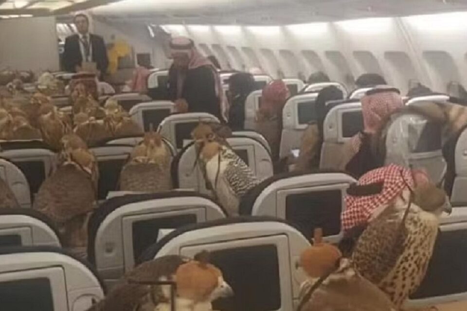 Príncipe saudita viraliza ao reservar 80 assentos para seus falcões em voo Aves tem passaporte no Oriente Médio e são vendidas por 2 milhões