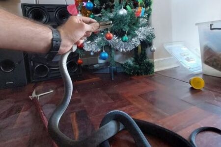 Cobra mais letal da África se esconde debaixo da árvore de Natal e apavora família Mamba-negra media cerca de dois metros
