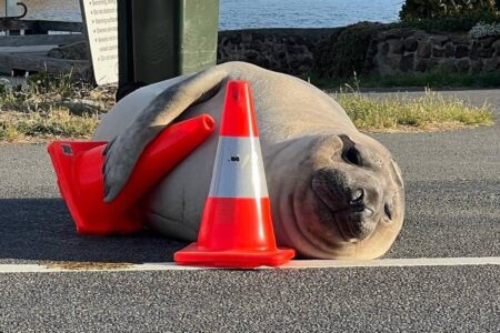 Elefante-marinho que circula entre humanos preocupa autoridades na Austrália