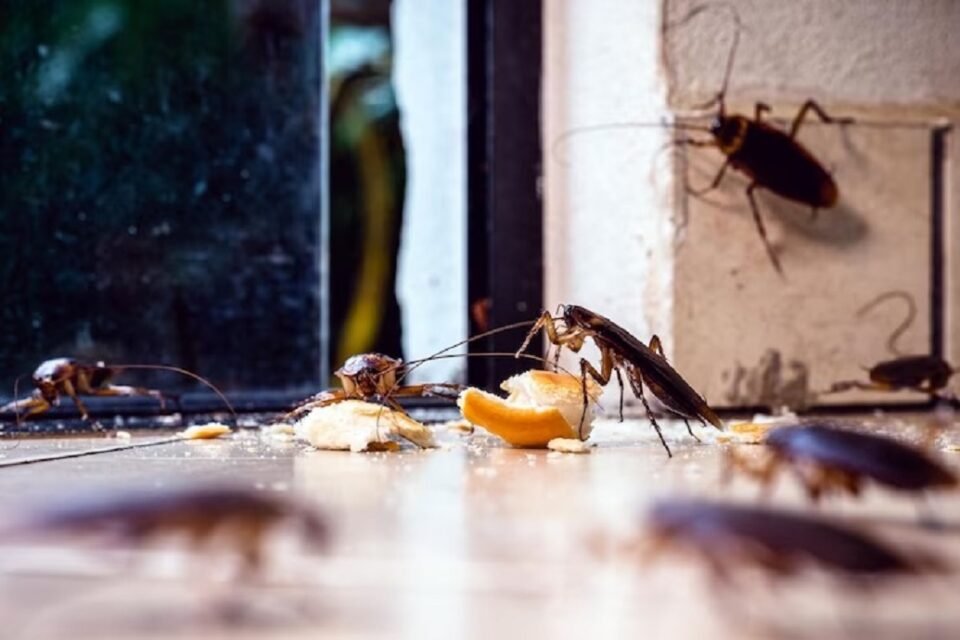 Morador causa explosão em apartamento ao tentar matar uma barata Acidente ocorreu na cidade Kumamoto no Japão