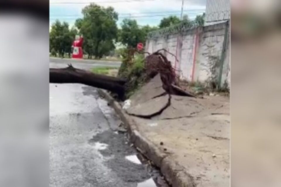 Chuvas derrubam pelo menos quatro árvores em Goiânia nesta quarta-feira (27)