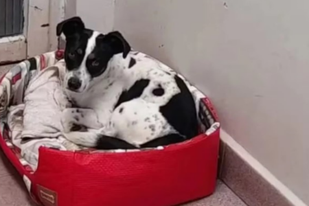 Homem processado pelo próprio cachorro faz acordo com o MP do Paraná Tokinho processou o próprio ex-tutor por maus-tratos (Foto: Reprodução)