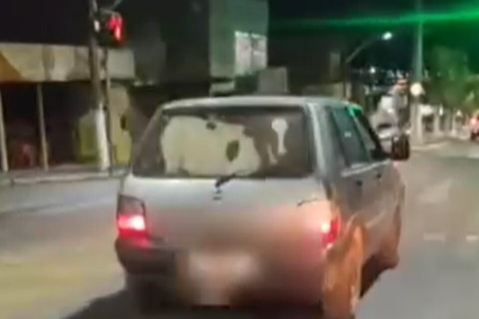 Bezerro é transportado em porta-malas de carro em Catalão