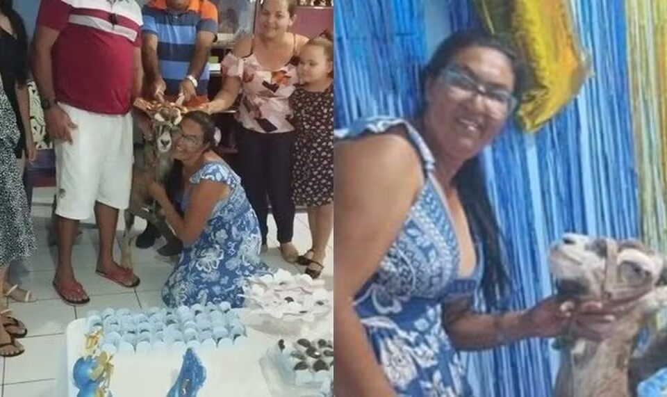 Mulher faz festa de aniversário para bode com direito a bolo e churrasco: 'rapazinho' Luck não costuma atacar ninguém vídeo