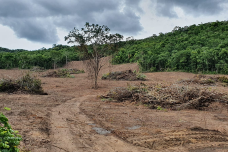 Desmatamento ilegal atinge fazenda de Minaçu (Foto: Divulgação/Semad)