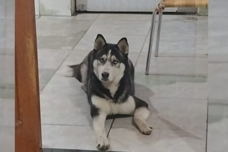 Família de criança com autismo busca cachorro que fugiu durante fogos do ano novo (Foto: Acervo Pessoal)