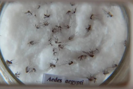Aedes aegypti, mosquito da dengue (Foto: Agência Brasil)