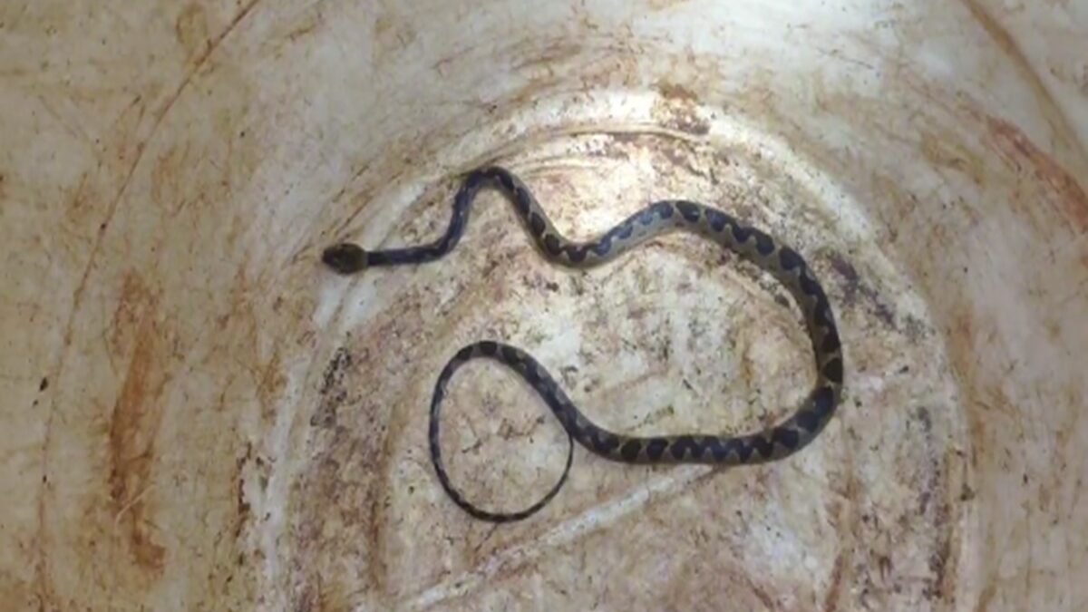 Serpente descoberta dentro de carro em Jataí aparece em um balde branco após ser retirada do veículo.
