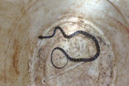 Serpente descoberta dentro de carro em Jataí aparece em um balde branco após ser retirada do veículo.