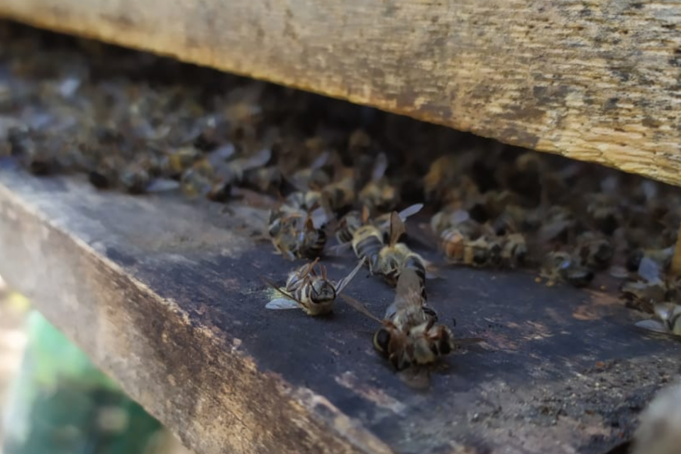 Quase nove milhões de abelhas morrem em municípios de Goiás (Foto: Divulgação/PCGO)