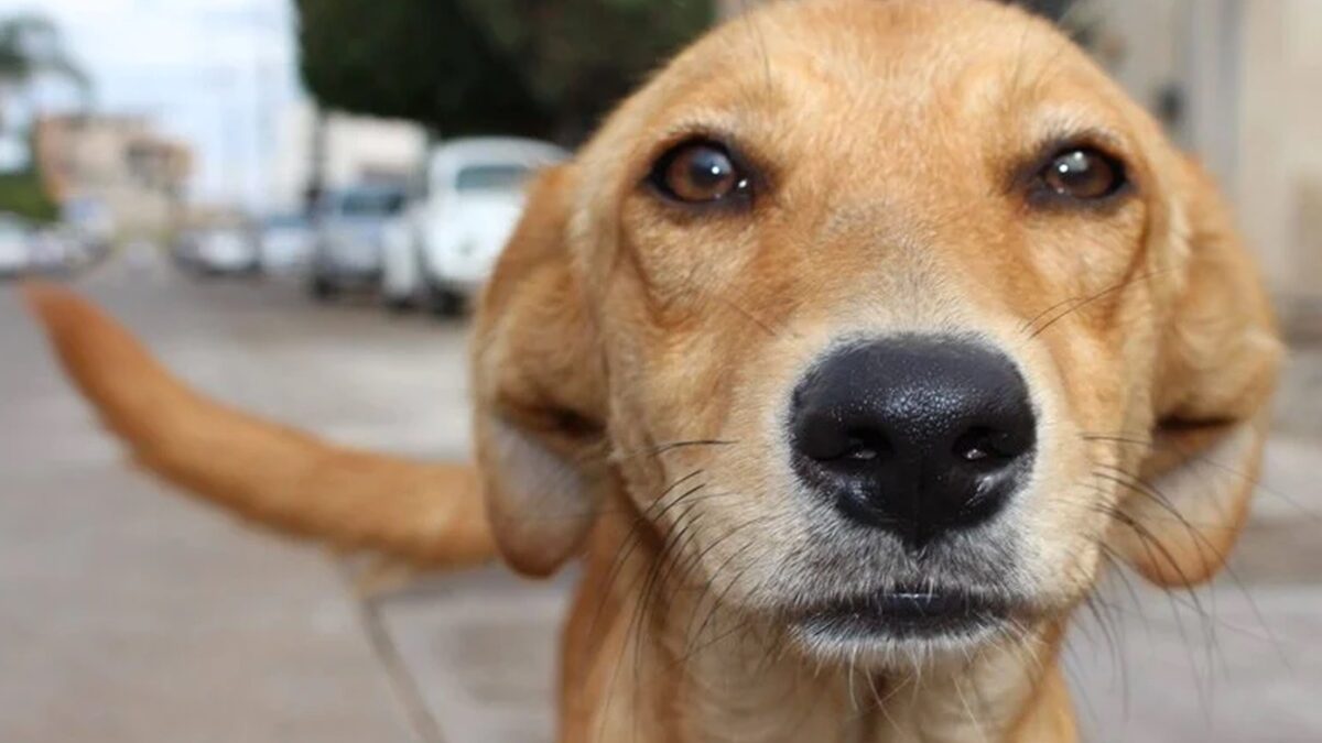 Projeto de lei reconhece vira-lata caramelo como manifestação cultural imaterial do Brasil