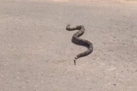 PRF salva jiboia de atropelamento na BR-060