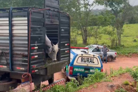 Batalhão Rural impede furto de 61 cabeças de gado em Jaraguá (Foto: Divulgação/Polícia Militar)