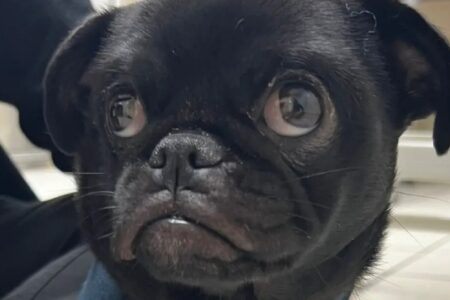 Família descobre 60 elásticos de cabelo no estômago de pug "Elásticos pesavam 200g, enquanto Ham pesa apenas 6kg", disse veterinária