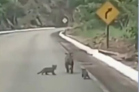 Onça-pintada é flagrada enquanto atravessava GO-132 com filhotes