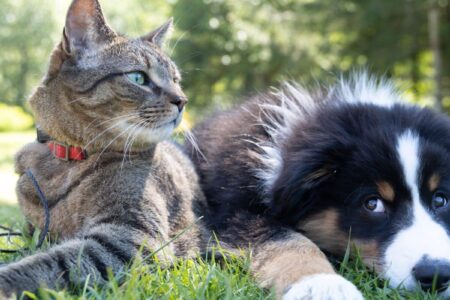 Aparecida de Goiânia realiza evento de adoção pet neste fim de semana; veja onde