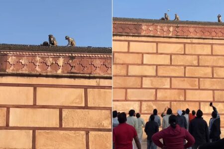 Macaco rouba iPhone, sobe em telhado e faz troca do aparelho por bebida Cena insólita se deu em templo hindu na Índia