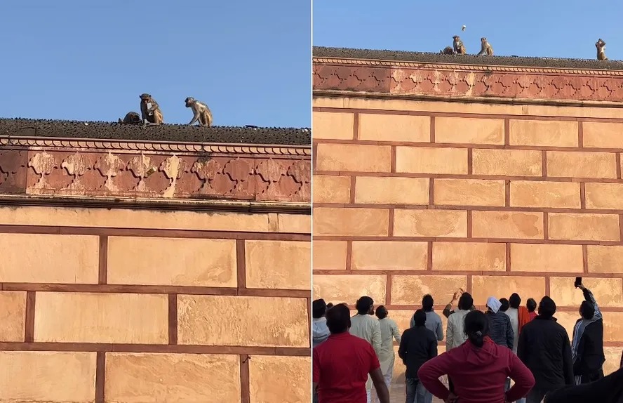 Macaco rouba iPhone, sobe em telhado e faz troca do aparelho por bebida Cena insólita se deu em templo hindu na Índia