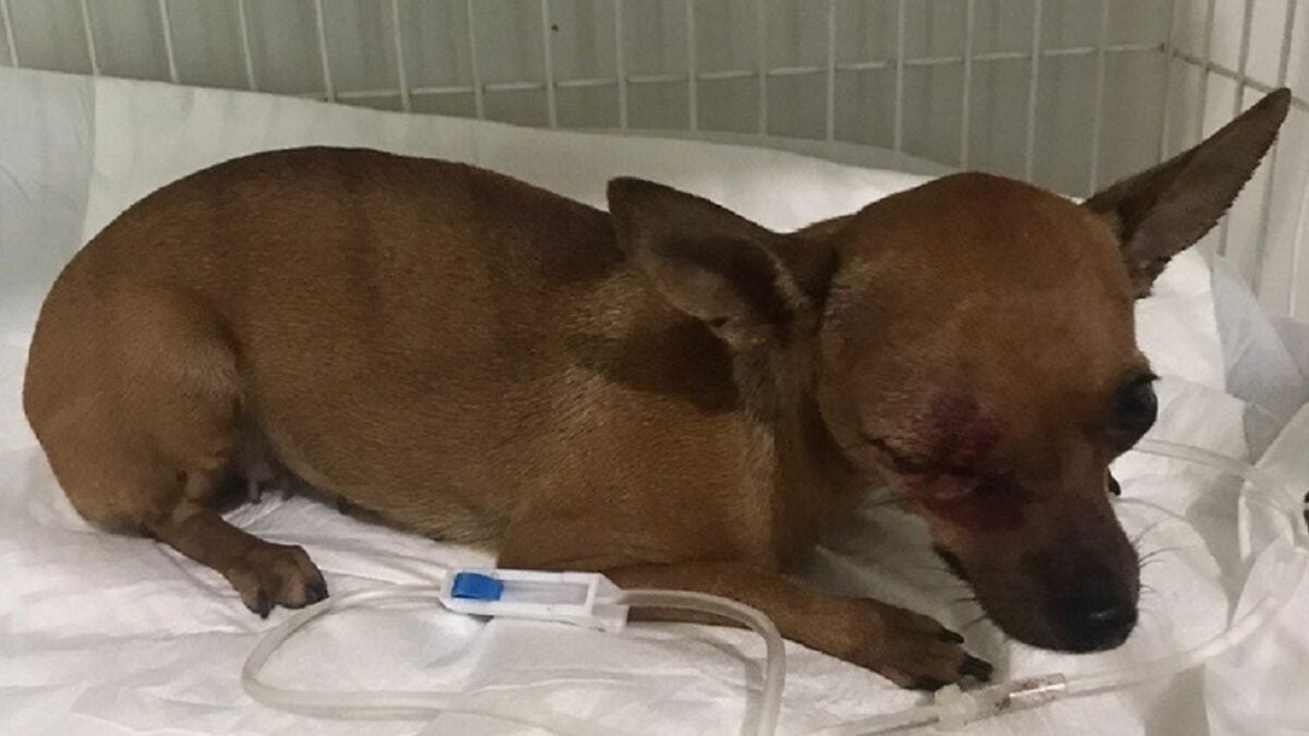 Rio Verde: Homem é preso após usar taco de beisebol para agredir cadela prenha Animal corre o risco de perder a visão e os filhotes