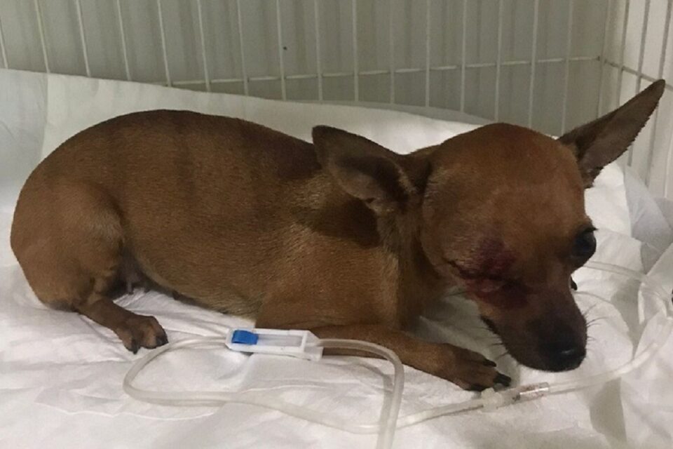 Rio Verde: Homem é preso após usar taco de beisebol para agredir cadela prenha Animal corre o risco de perder a visão e os filhotes