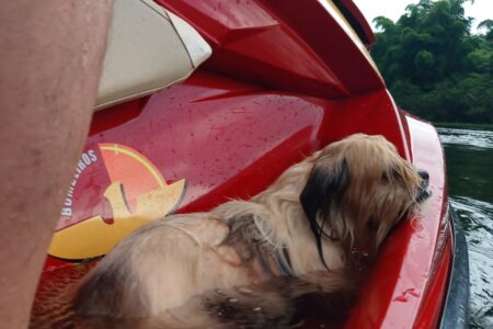Cadela que fugiu de casa durante os fogos da virada de ano é resgatada em rio de Itumbiara Animal estava nas águas do Rio Paranaíba