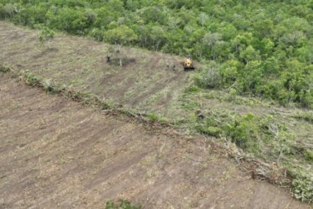 Flagrante de desmatamento em Nova Crixás (Foto: Divulgação)