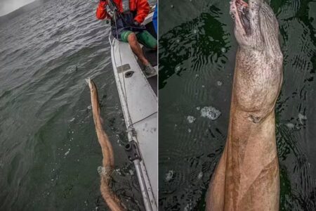 Pescador se surpreende após fisgar criatura na Austrália: 'Nunca vi nada parecido' Imagens do animal viralizaram