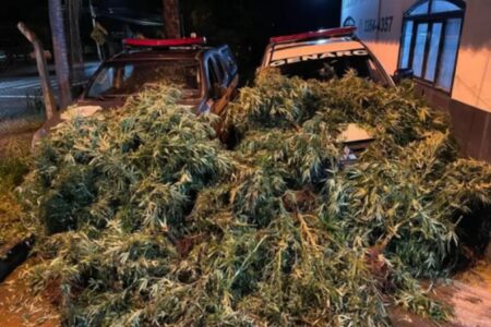 A apreensão chegou a 100 pés de maconha (Foto: Divulgação - Polícia Civil de Goiás)