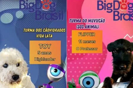cães Big Dog Brasil: reality inspirado no BBB promove adoção de animais em Goiânia cães foram divididos em grupos: PipoCão, MuvuCão e CãoVidrados