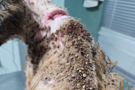 Cadela em Itaberaí vítima de maus-tratos