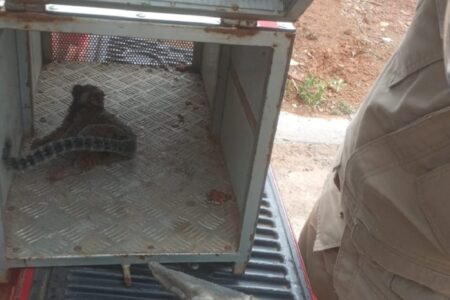 Mico foi resgatado pelo Corpo de Bombeiros em Ipameri (Foto: Divulgação)