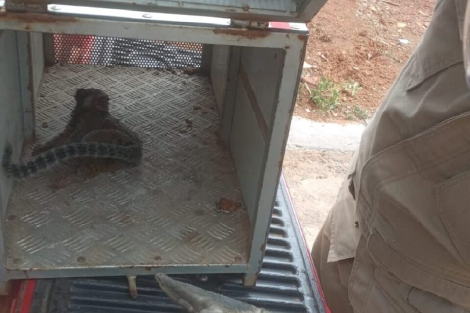 Mico foi resgatado pelo Corpo de Bombeiros em Ipameri (Foto: Divulgação)