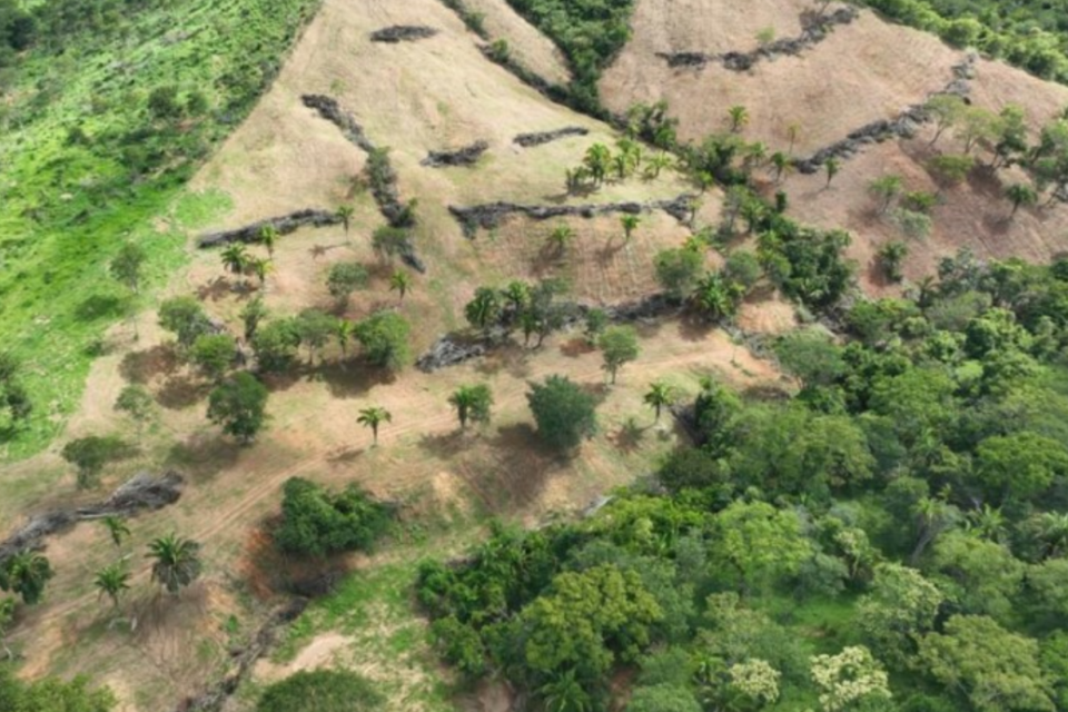 Flagrante de desmatamento os fiscais em Planaltina de Goiás (Foto: Divulgação)