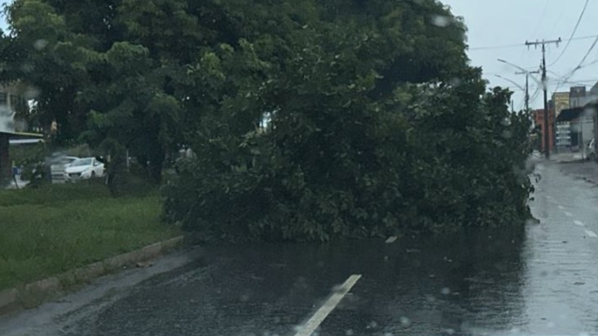Árvore caída na região metropolitana de Goiânia (Foto: Reprodução)