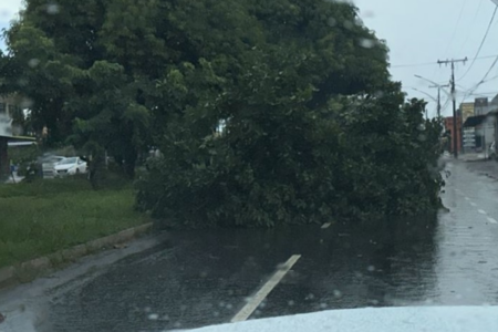 Árvore caída na região metropolitana de Goiânia (Foto: Reprodução)