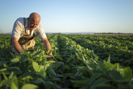 Homem branco produtor de soja avalia situação do plantio - Produtores de soja em Goiás enfrentam crise (Foto: reprodução/Freepik)