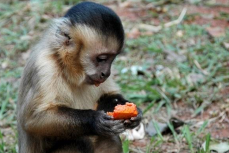 Macaco do parque Areião (Foto: Divulgação)